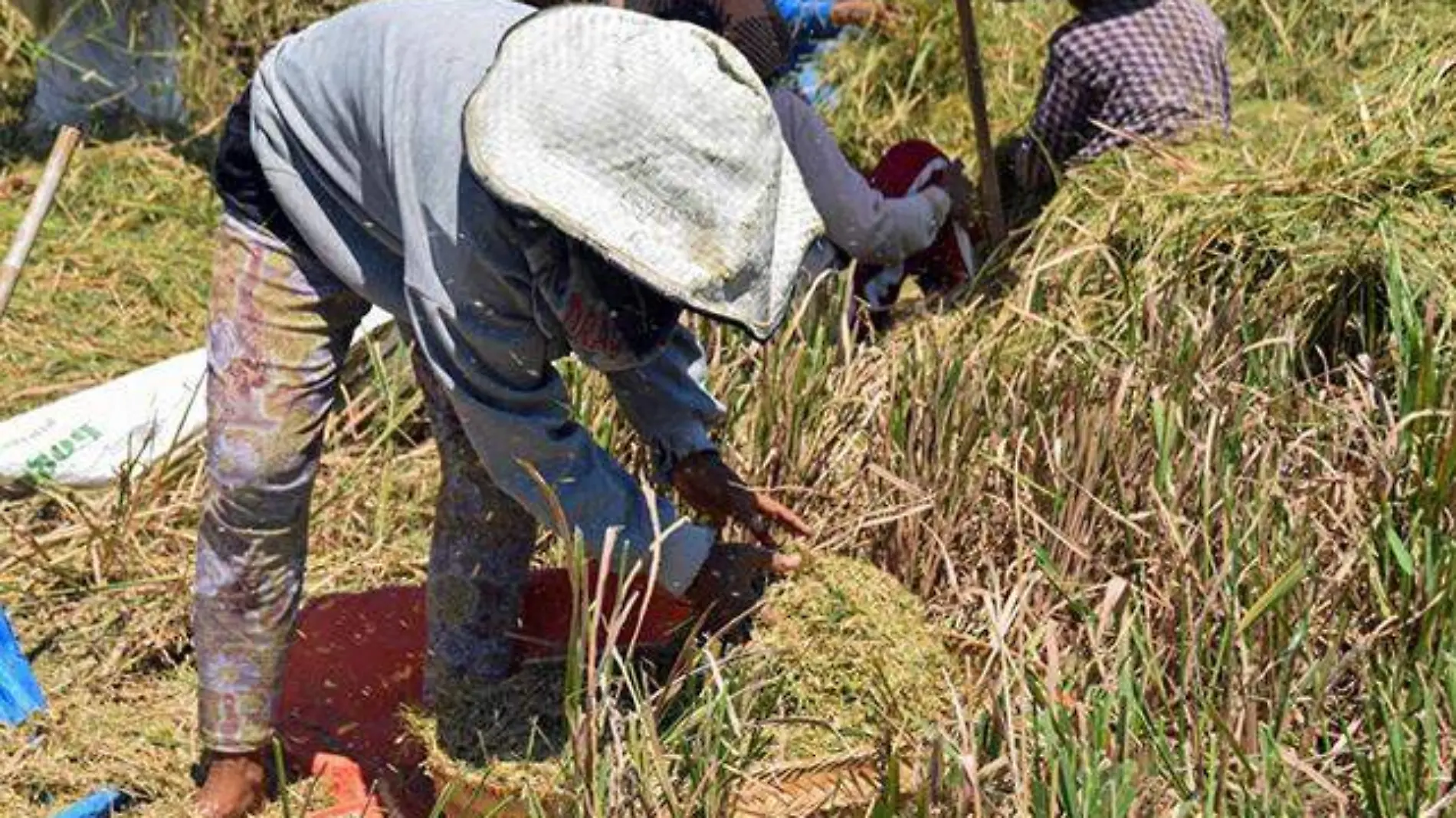 campesino calor onda de calor campo sagarpa agricultura agricultor